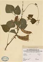 藏品(扁豆)的圖片